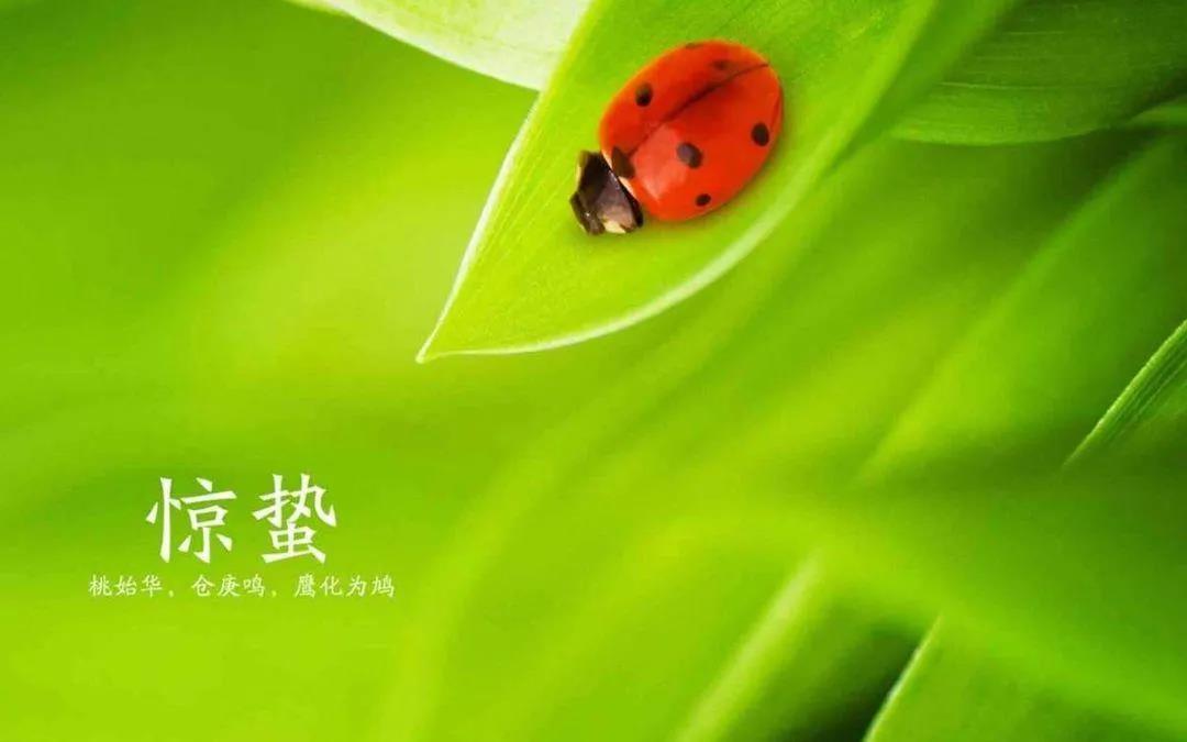 今日惊蛰朋友圈说说
