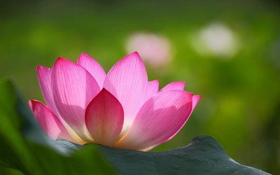 骂没有诚信商家的句子