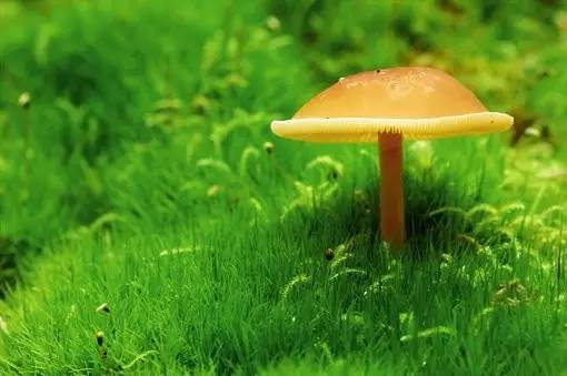 关于植树节的句子 赞美植树的句子-名人名言