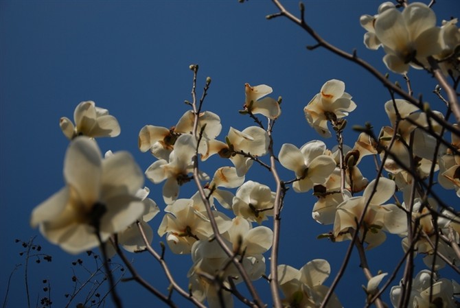 时光无言，季节的流转