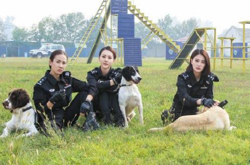 电视剧《警花与警犬》经典台词