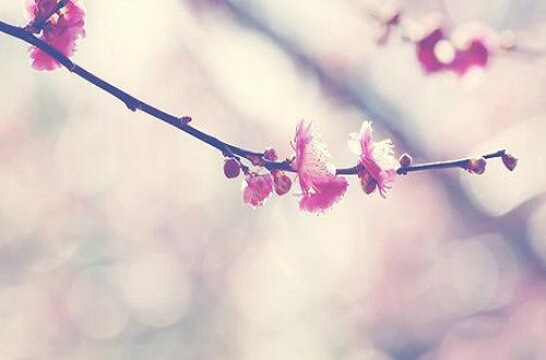 开一扇晴窗，守一缕花香