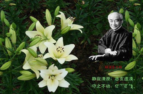 心田上的百合花