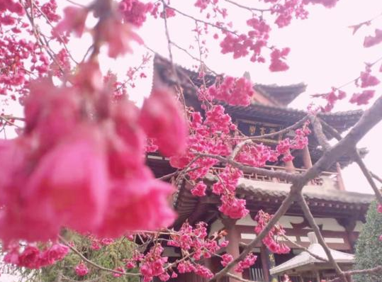 关于樱花的唯美短句