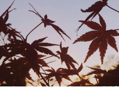 朋友圈睡前晚安句子 一句简短晚安搞笑句子