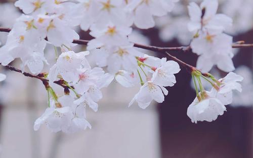 抒写心情的短句子12字