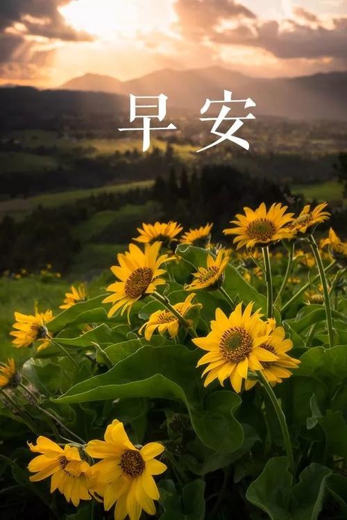 充满阳光的句子正能量早安的句子