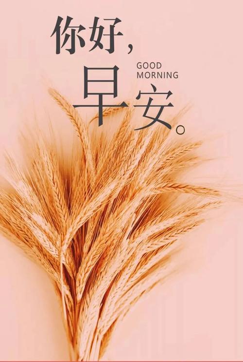 充满阳光的句子早安说说