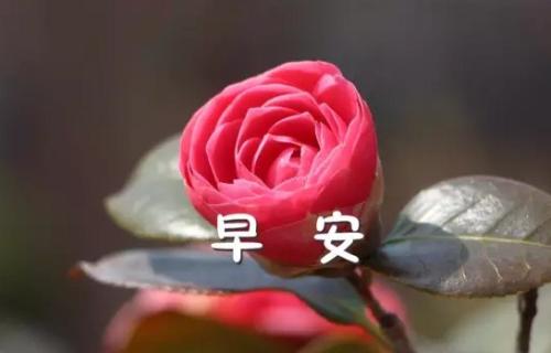2021年最新早安朋友圈