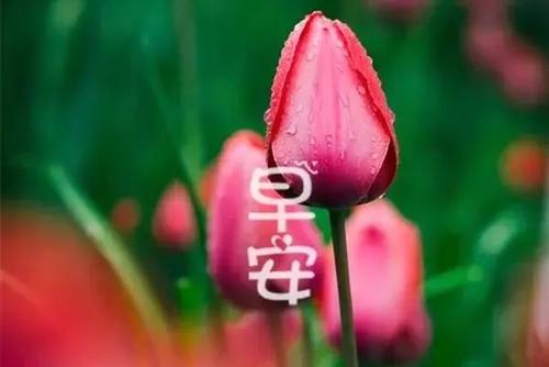2021年最新早安朋友圈