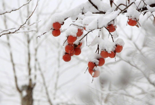 发朋友圈下雪高端句子