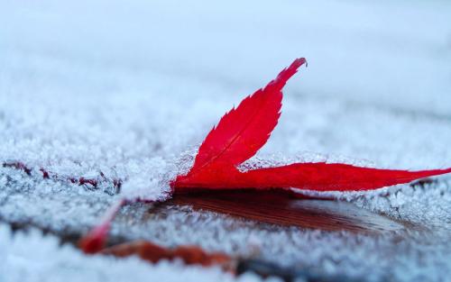 有关月亮的古诗名句四年级大全