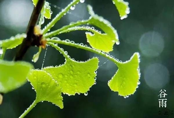 谷雨发朋友圈的话