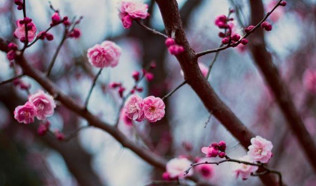 春暖花开的句子说说