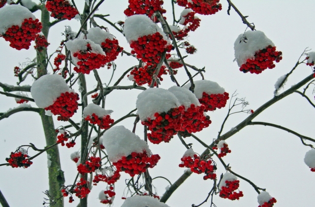 描写雪景的唯美句子 下雪发朋友圈的精美句子