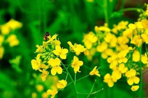 四月，多么美好的季节