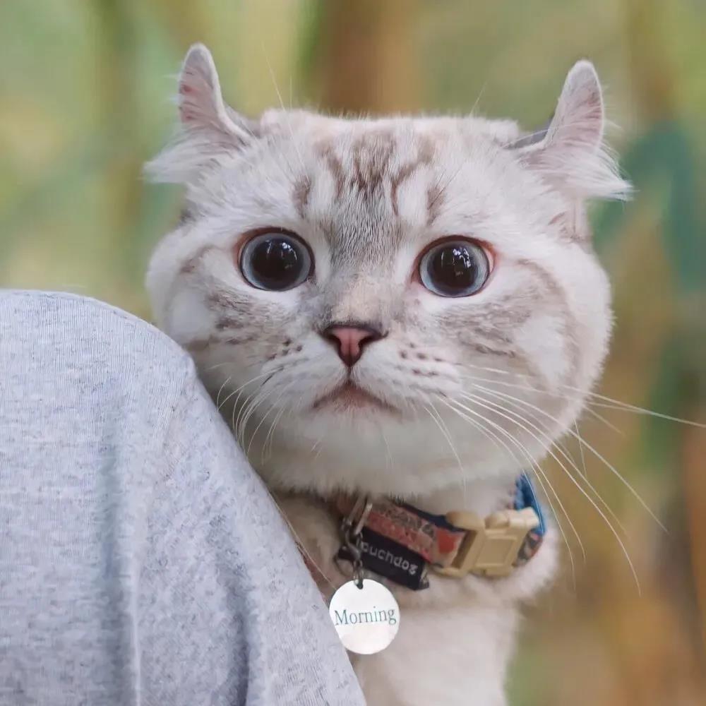 朋友圈晒猫搞笑句子
