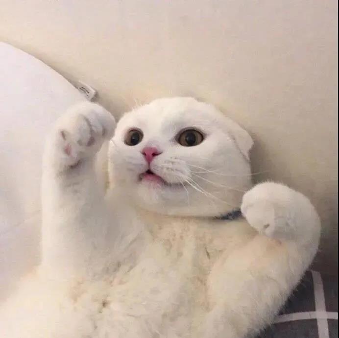 朋友圈晒猫搞笑句子