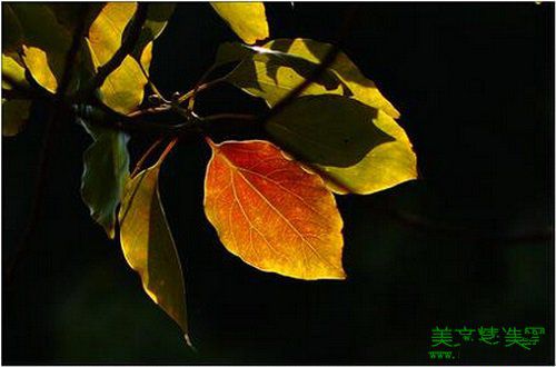 叶子（随笔日记）