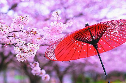 爱到梧桐花开