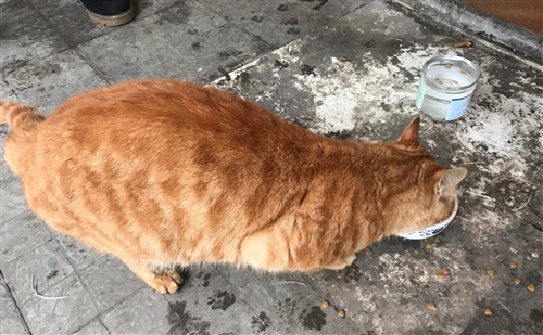 给流浪猫喂吃的的说说16句