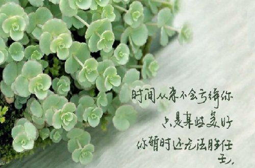 大学里寻不到的四叶草