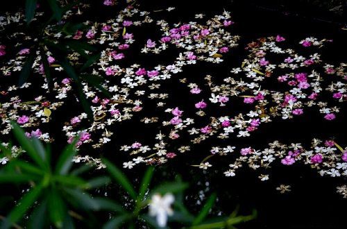 昨夜雨疏风骤