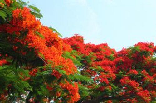 凤凰花开·离别