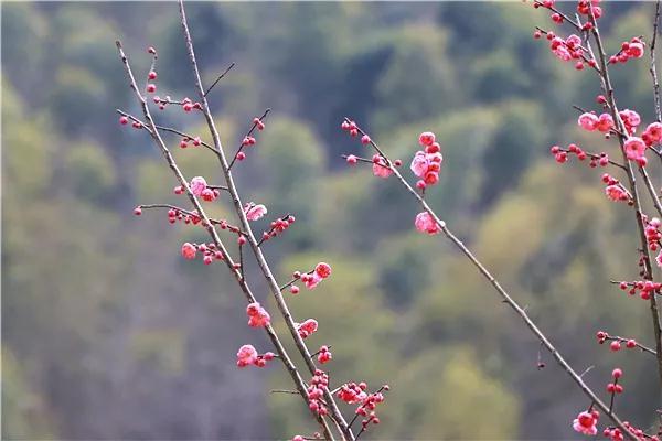 描写春天生机勃勃的句子