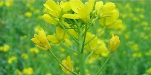 圣诞节qq说说大全 圣诞节qq空间说说28句