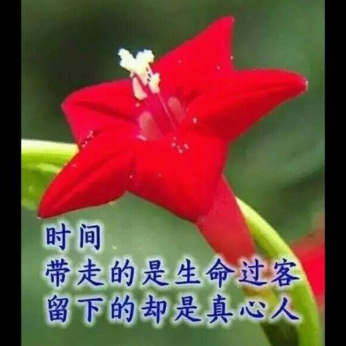 关于坚强的坚持的句子说说心情