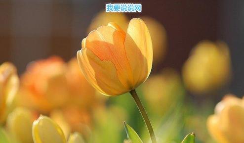 超短晚安句子 深入人心的晚安语