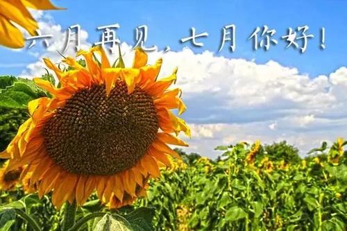 七月你好的说说短句