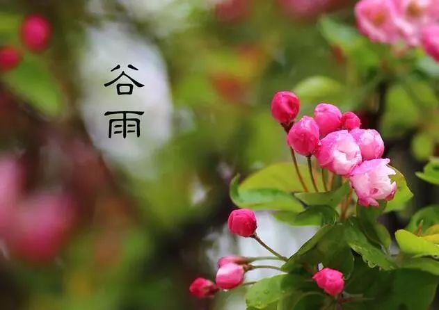 谷雨节气发朋友圈说说