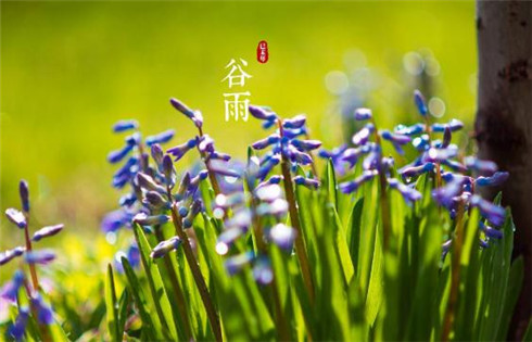 谷雨节气发朋友圈说说