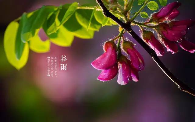 谷雨节气发朋友圈说说