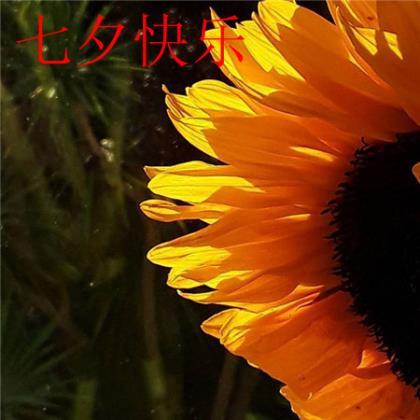 要毕业的说说 毕业说说看完哭了那种