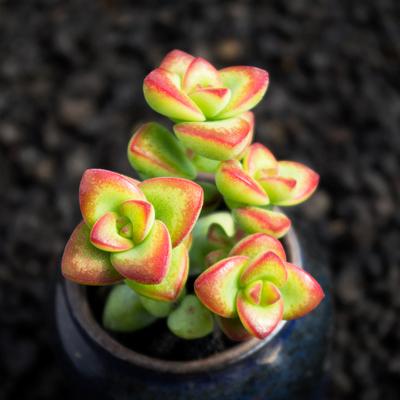 清闲一刻心情的语录