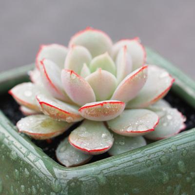 特别搞笑的社会语录