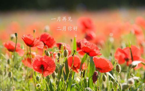告别一月,走进春风二月的唯美说说