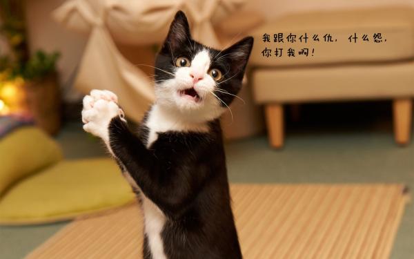 上万人转发的搞笑毒鸡汤