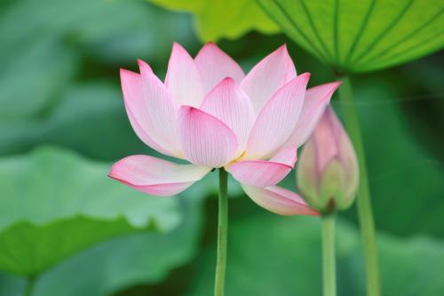 形容赏花心情惬意的诗句