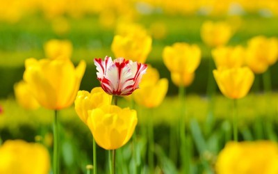数字开头的成语一到十生日