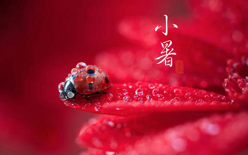 小暑节气祝福语带图片摘录22句