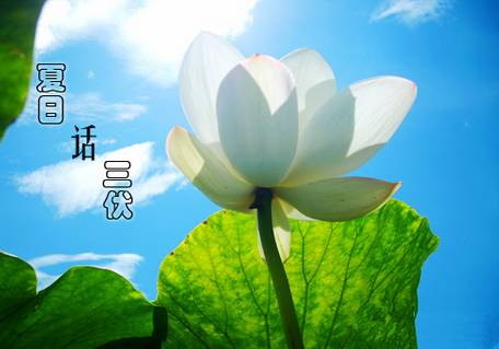 三伏天2020时间表最新