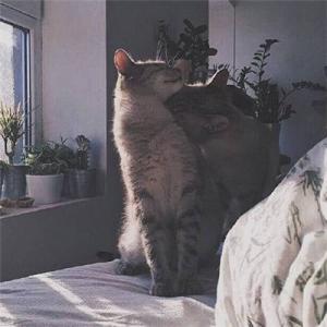 优美语句摘抄大全
