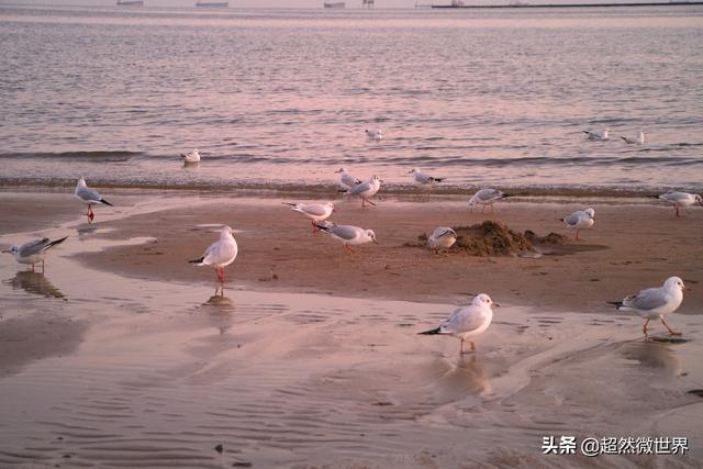 情感文案馆海边视频(伤感海边文案)