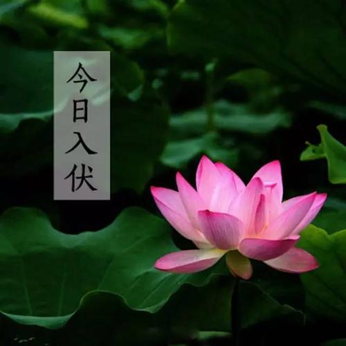 三伏天夏季问候短信