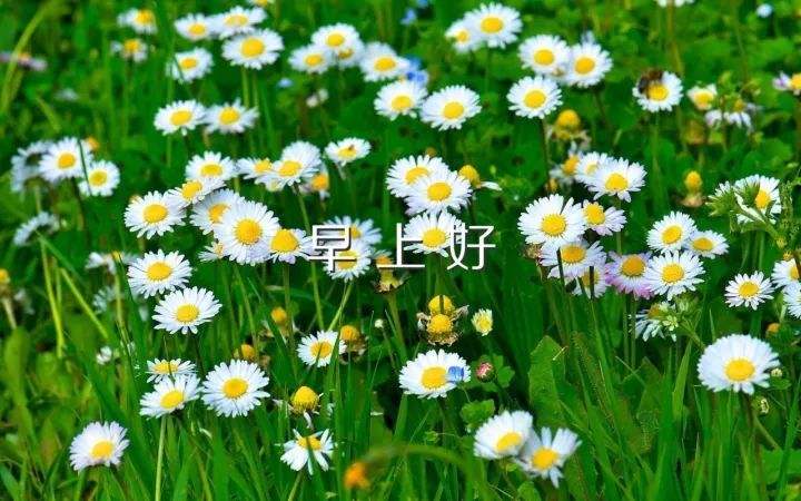 快手上的感情语录
