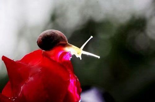 超拽女生说说39句